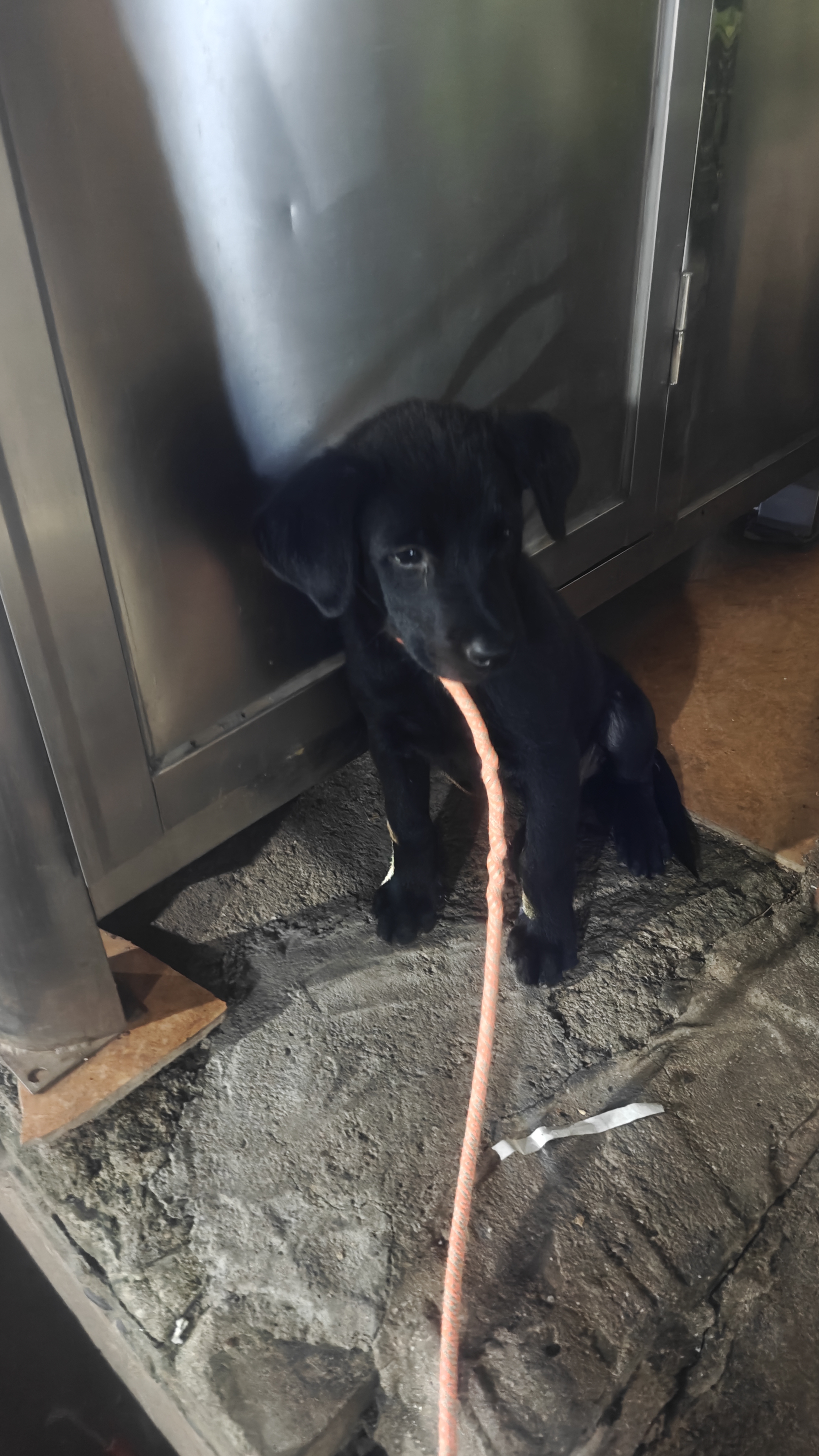 稀有黑色的拉布拉多